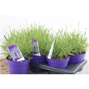 Lavandula havanna dark Angustifolia Havanna 30cm 17cm Q2685