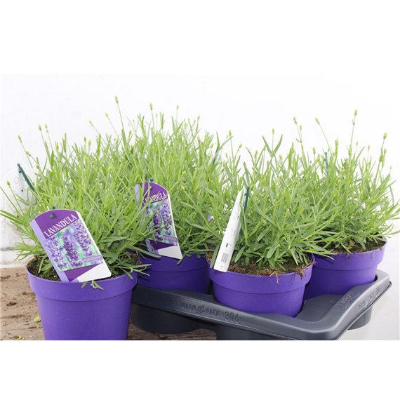 Lavandula havanna dark Angustifolia Havanna 30cm 17cm Q2685