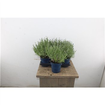 Lavandula angustifolia felice purple 35cm 15cm Q2689
