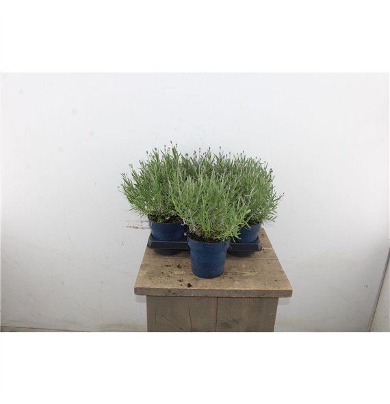 Lavandula angustifolia felice purple 35cm 15cm Q2689