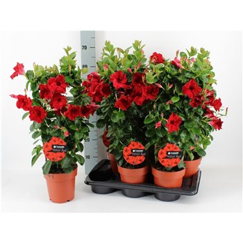 Mandevilla sundaville velvet red Mandeville Velvet Red 70cm 17cm Q2701