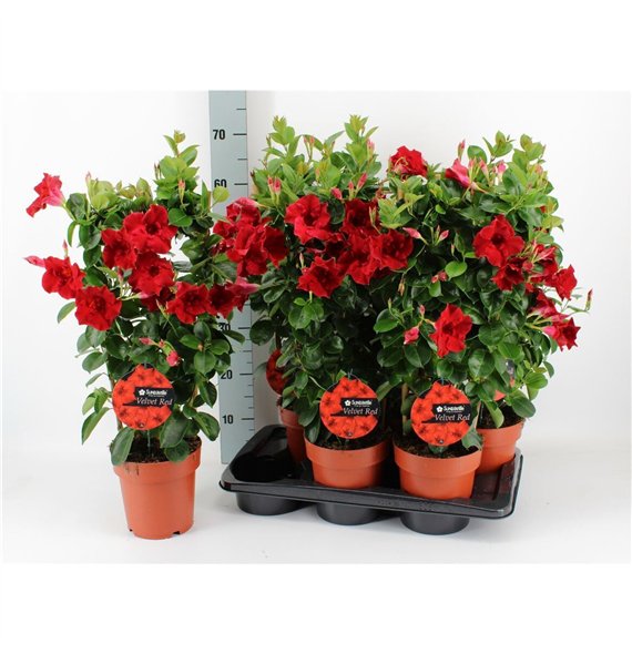 Mandevilla sundaville velvet red Mandeville Velvet Red 70cm 17cm Q2701