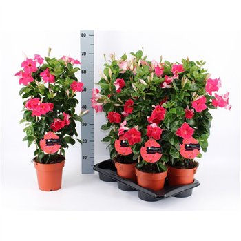 Mandevilla sanderi queen of summer hot pink Mandeville Velvet Hot Pink 70cm 17cm Q2702