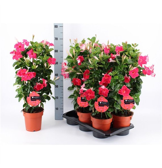 Mandevilla sanderi queen of summer hot pink Mandeville Velvet Hot Pink 70cm 17cm Q2702