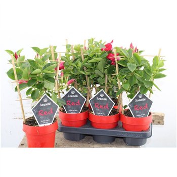 Mandevilla sundaville red Sundaville Classic Red 40cm 14cm Q2703