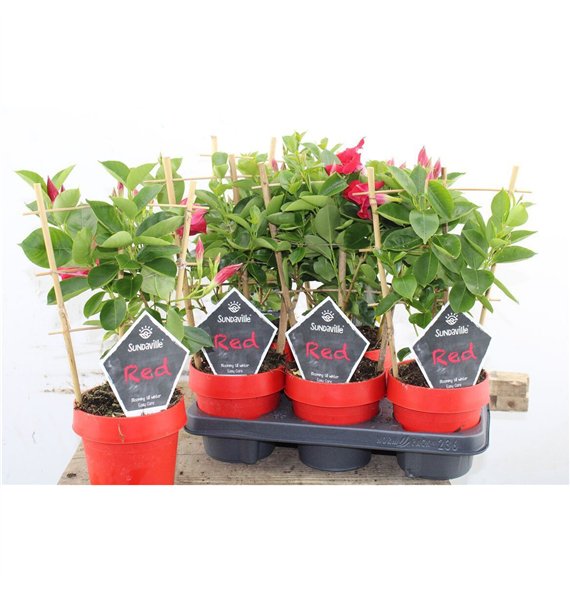 Mandevilla sundaville red Sundaville Classic Red 40cm 14cm Q2703