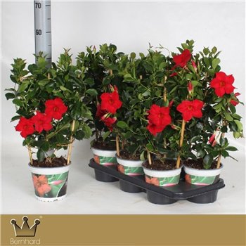 Mandevilla diamantina topaze vermillon Topaze Vermillon 45cm 15cm Q2706