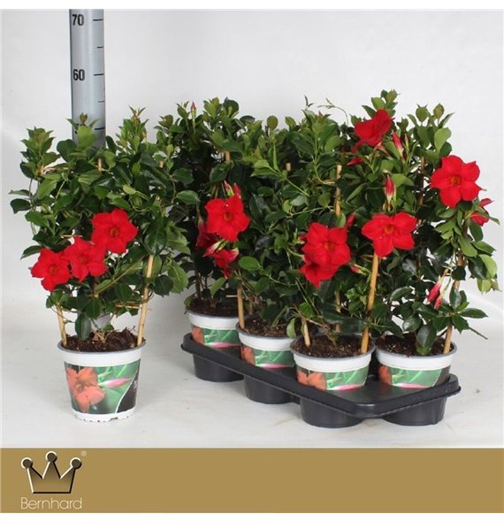 Mandevilla diamantina topaze vermillon Topaze Vermillon 45cm 15cm Q2706
