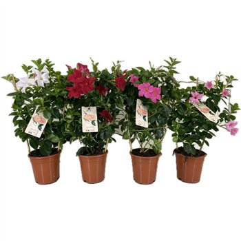 Mandevilla sundaville mixkar 55cm 17cm Q2718