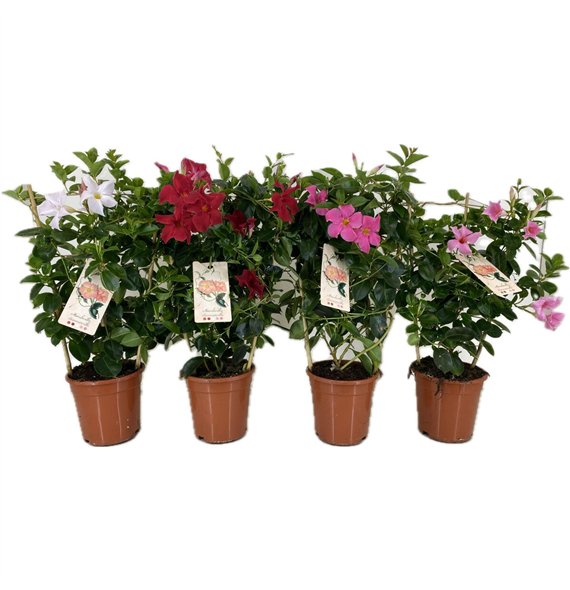 Mandevilla sundaville mixkar 55cm 17cm Q2718