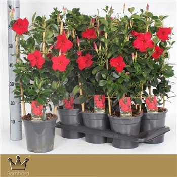 Mandevilla sundaville red 60cm 17cm Q2719