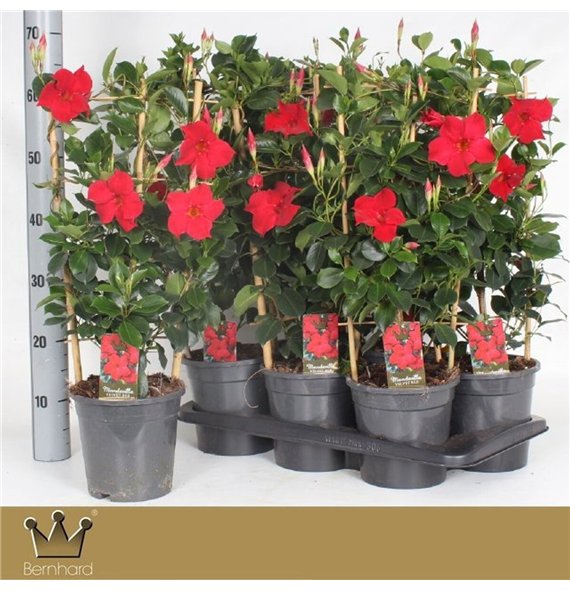 Mandevilla sundaville red 60cm 17cm Q2719