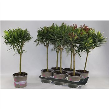 Nerium oleander Oljka Oleander stebl.s 70cm 17cm Q2823