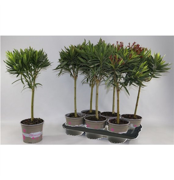 Nerium oleander Oljka Oleander stebl.s 70cm 17cm Q2823