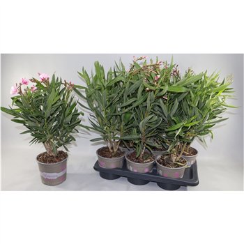 Nerium oleander Oljka Oleander Bush 50cm 17cm Q2824