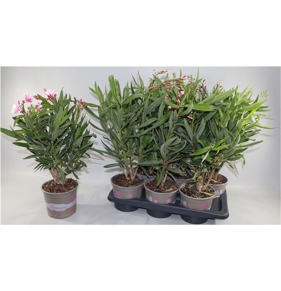 Nerium oleander Oljka Oleander Bush 50cm 17cm Q2824