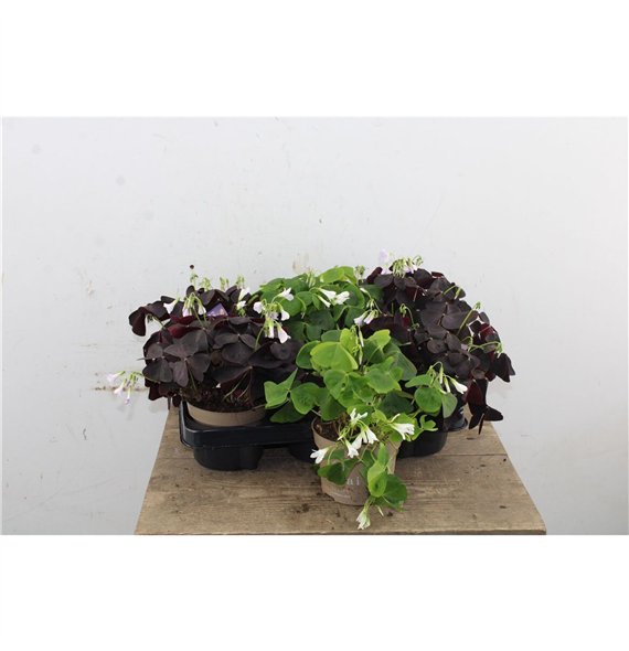 Oxalis mix Ikigai Mix 20cm 12cm Q3506