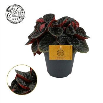 Peperomia Chocolat 12cm 4 pp 20cm 12cm Q3568