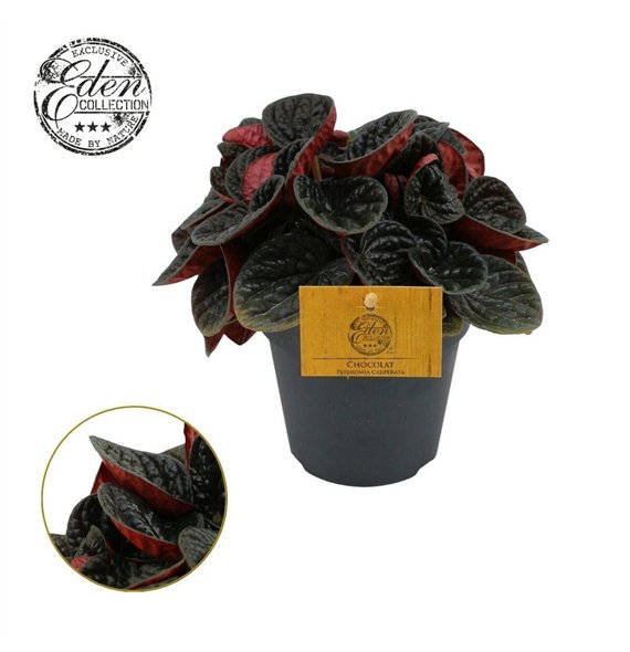 Peperomia Chocolat 12cm 4 pp 20cm 12cm Q3568