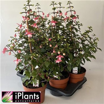 Fuchsia bella mixkar Piramide 65cm 17cm Q3864