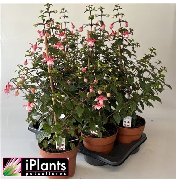 Fuchsia bella mixkar Piramide 65cm 17cm Q3864