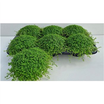 Družinska sreča soleirolii green Soleirolii Green 14cm 13cm Q4699