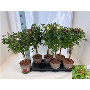 Vrtnica mix kar Mix stebl.s 55cm 15cm Q5084