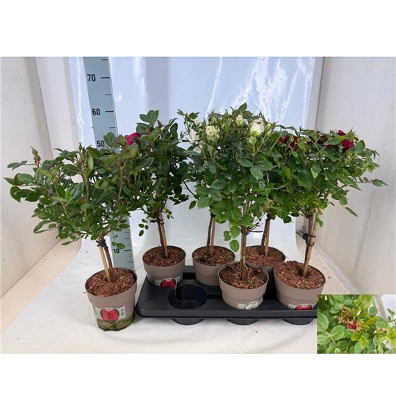 Vrtnica mix kar Mix stebl.s 55cm 15cm Q5084