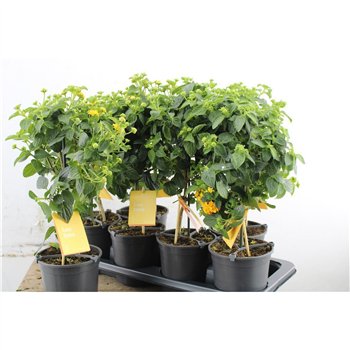 Lantana camara simon orange Oker stebl. 50cm 14cm Q943