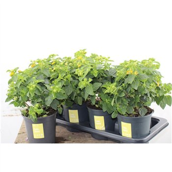 Lantana camara simon orange Oker Bush 30cm 14cm Q944