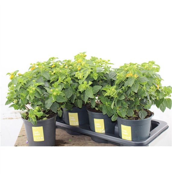 Lantana camara simon orange Oker Bush 30cm 14cm Q944