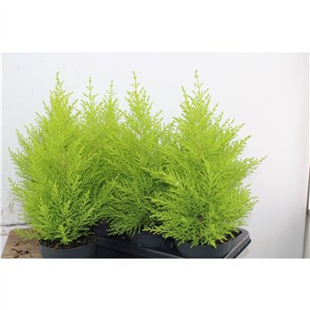 Cipresa macr  goldcrest wilma Gold Wilma 45cm 14cm Q1234