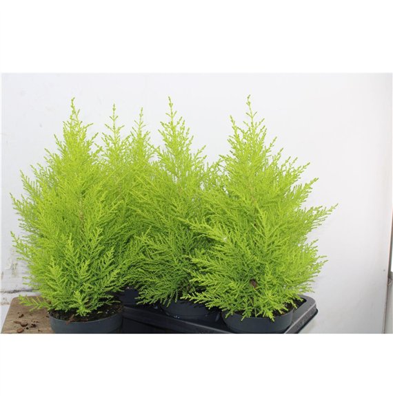 Cipresa macr  goldcrest wilma Gold Wilma 45cm 14cm Q1234
