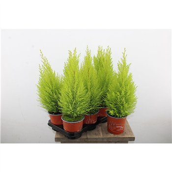 Cipresa macr  goldcrest wilma Gold Wilma 50cm 14cm Q1235