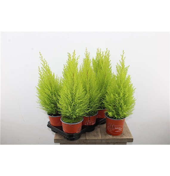 Cipresa macr  goldcrest wilma Gold Wilma 50cm 14cm Q1235