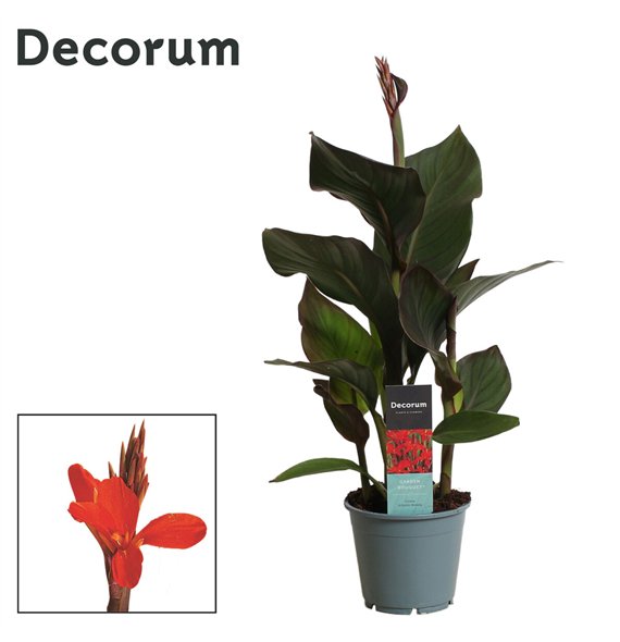 Canna pacific beauty Atlantic Beauty (Decorum) 45cm 14cm Q2049