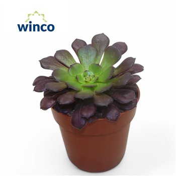 Aeonium Verlours 15cm 8.5cm Q69