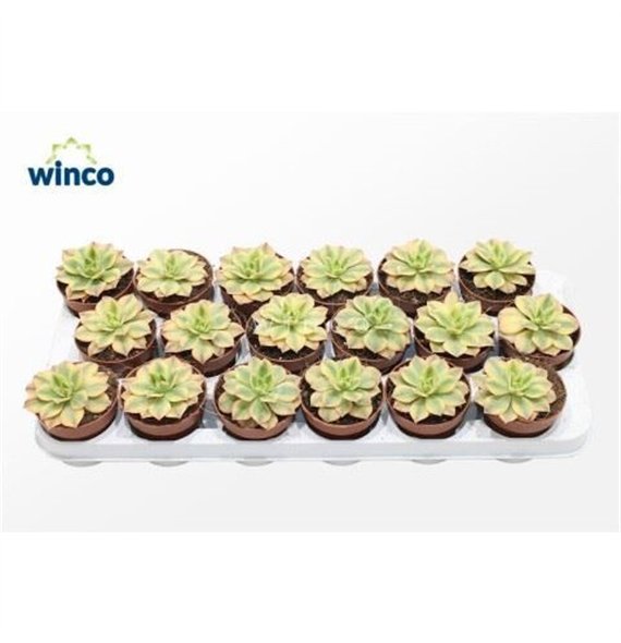 Aeonium Starburst 12cm 8.5cm Q71