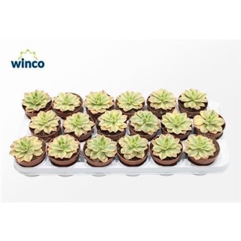 Aeonium Starburst 12cm 8.5cm Q72
