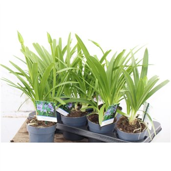 Agapanthus charlotte Charlotte Blue 50cm 12cm Q95