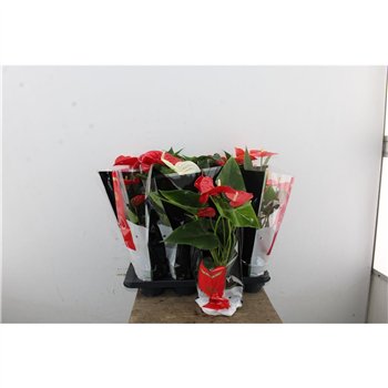 Anthurium andr  mix Anthu An Mix 5+ 50cm 14cm Q458