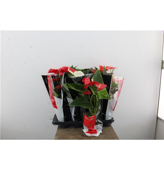 Anthurium andr  mix Anthu An Mix 5+ 50cm 14cm Q458