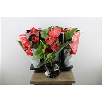 Anthurium andr  michigan Anthu An Michigan 5+ 50cm 14cm Q465