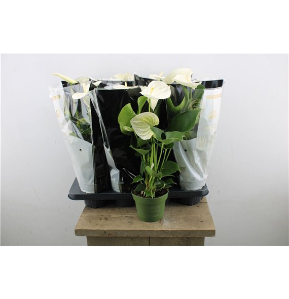 Anthurium andr  alpine Anthu An Royal White 5+ 50cm 14cm Q468