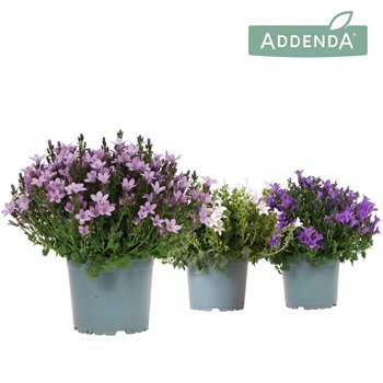 Campanula port  Ambella Mix 25cm 12cm Q985