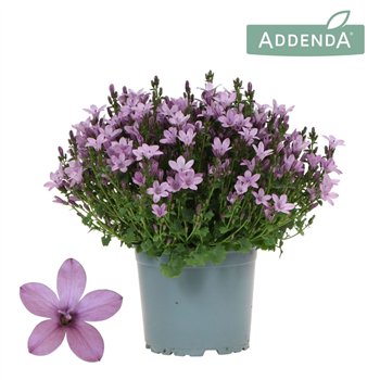 Campanula port  ambella pink Ambella Pink 25cm 12cm Q991