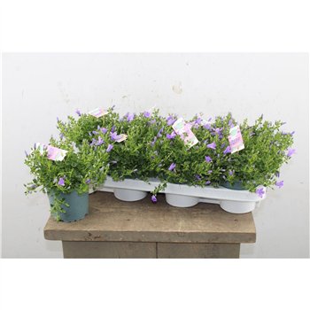 Campanula port  ambella lavender Ambella Lavender 25cm 12cm Q992