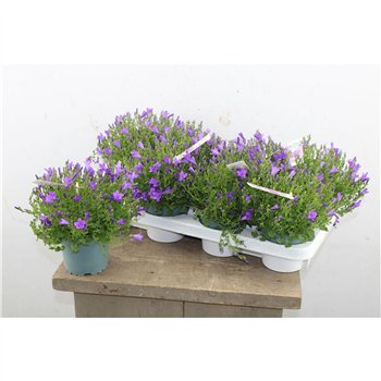 Campanula port  ambella intens purple Ambella Intense Purple 25cm 12cm Q1011