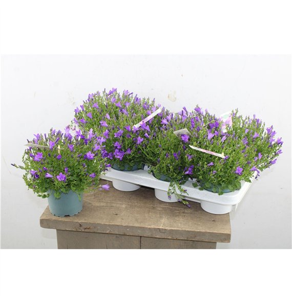 Campanula port  ambella intens purple Ambella Intense Purple 25cm 12cm Q1011