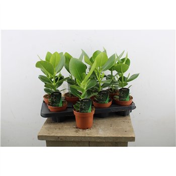 Clusia rosea princess Princess 30cm 12cm Q1041